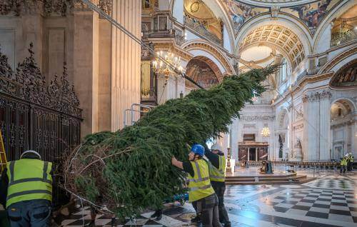 a photo of a large christmas tree being positioned by three people in hard hats inside St Pauls Cathedral